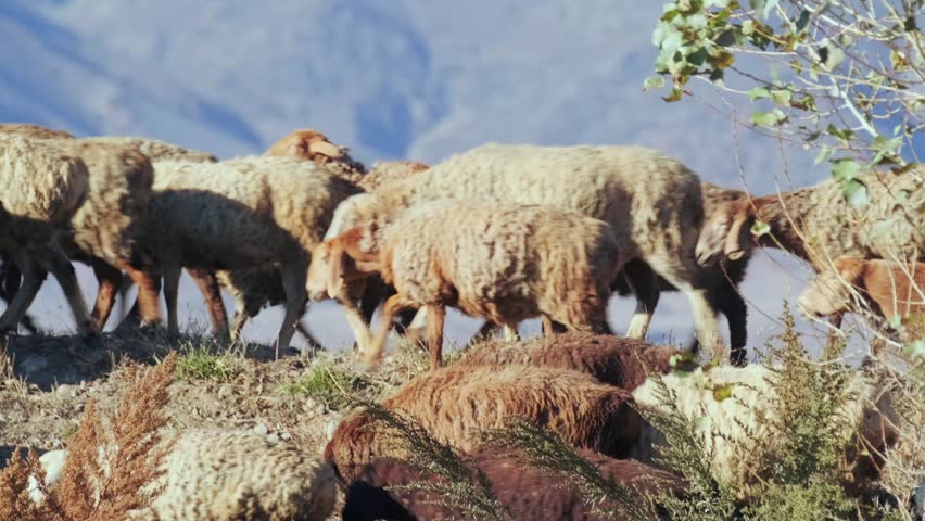 Flock of sheep walking along hillside pasture in mountainous countryside. Livestock animals moving together across rural landscape, agriculture concept with natural terrain and herd migration behavior
