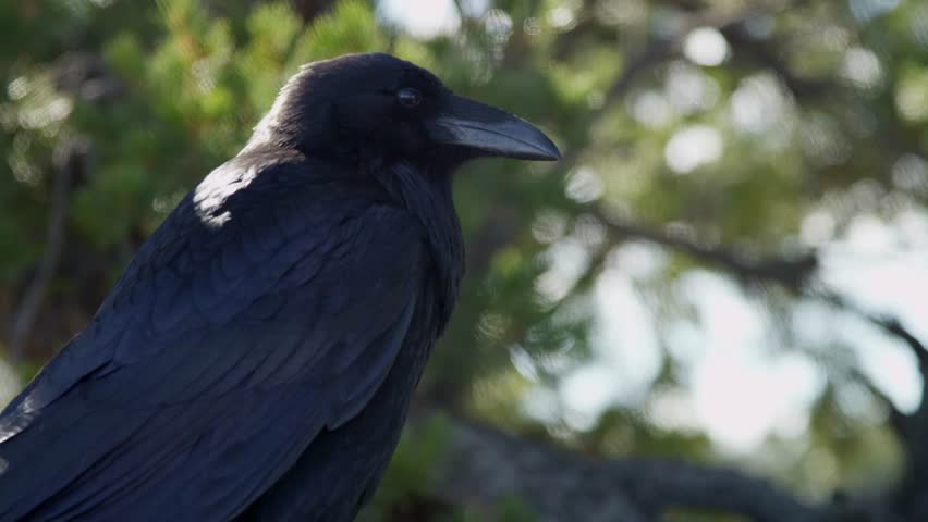 Large black raven perched on a pine tree branch with green needles blinking its eye in the bright daylight outdoor setting