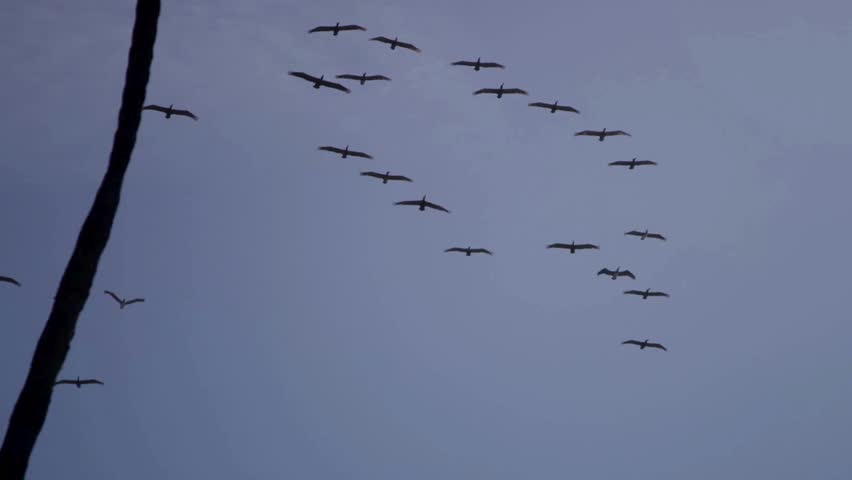 A large flock of birds flying in a perfect v formation across a clear blue sky with palm tree silhouettes