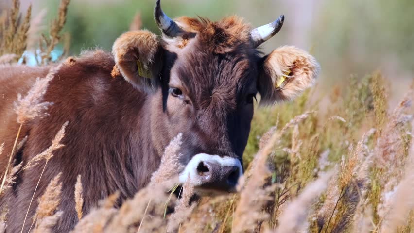 Cow looking at camera through tall grass on meadow, domestic livestock in rural countryside environment with natural farm landscape and soft foreground vegetation