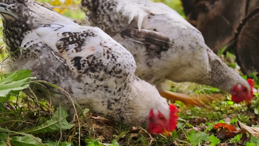 Domestic chickens walking and feeding in backyard garden, everyday rural life scene. Free range poultry in natural environment, home farming, self sufficient lifestyle and small household concept.