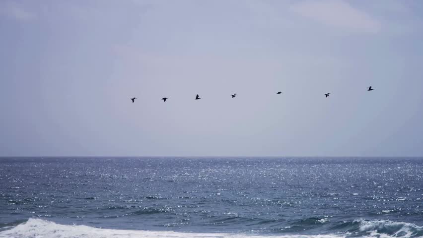 A flock of birds flying in a straight line formation over the blue ocean waves with sunlight reflecting on water