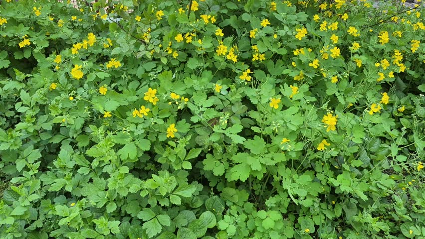Detail of the meadow with small yellow flowers in the windy day. Sunny and windy weather.