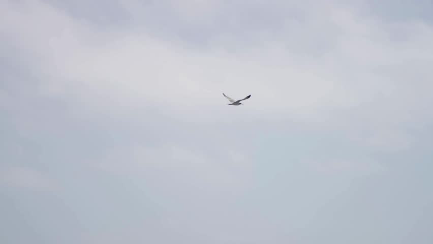 White seagull flying through a grey overcast sky with spread wings during a calm day in the coastal outdoors environment