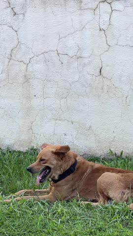 A domestic dog lies on grass with its tongue out, then turns to watch a fly land on its hind leg before suddenly snapping at it.
