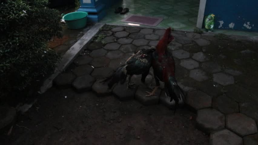 two aggressive roosters fighting in a rural village yard during the morning, real countryside atmosphere with dynamic animal movement and traditional daily life in Southeast Asia