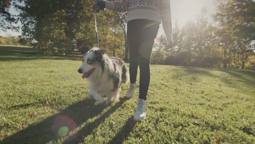 Person walking dog in autumn park, sunlit grass, motion.