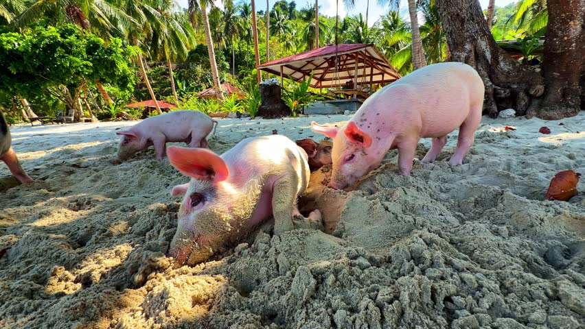 Several pink pigs forage on the sandy beach at Port Barton in the Philippines, digging in the sand with their snouts.