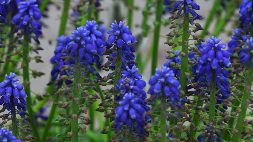 Blooming muscari in a spring park.