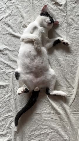 Black and White Cat Lying on White Fabric
