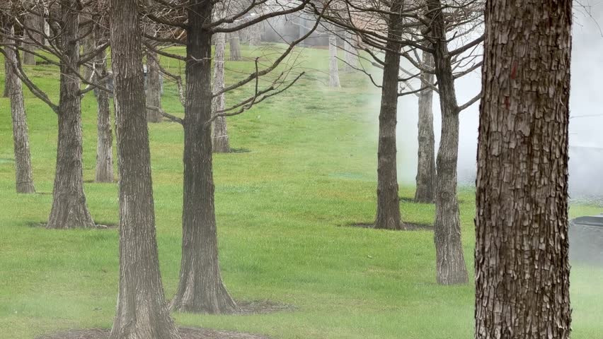 Misty forest with bare trees on grassy ground