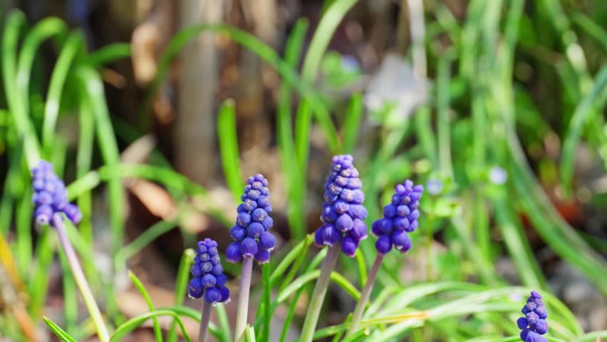 Blooming spring garden with lilac flowers, fresh green grass, apple tree blossoms and lush foliage. Peaceful nature background with camera movement