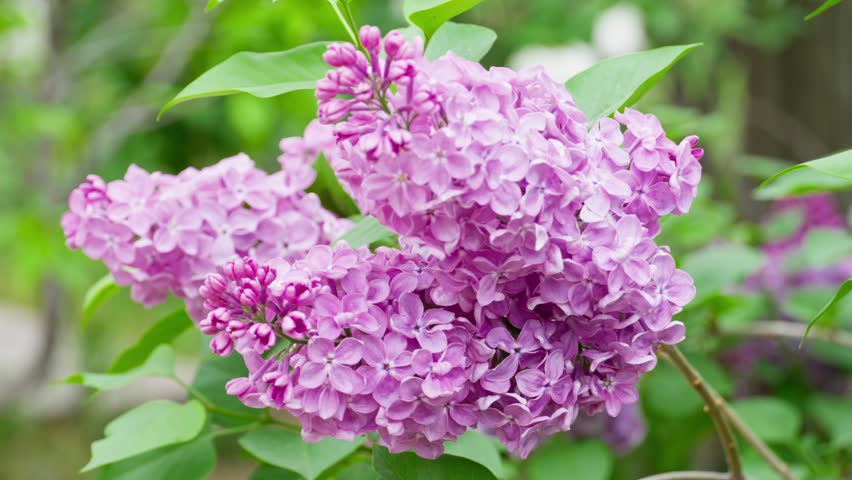 Blooming spring garden with lilac flowers, fresh green grass, apple tree blossoms and lush foliage. Peaceful nature background with camera movement