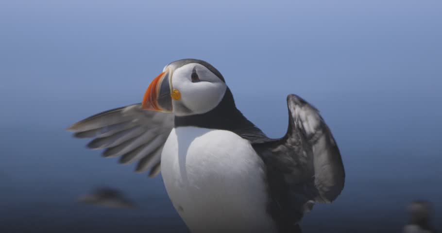 A puffin spreads its wings while standing against a calm blue coastal backdrop
