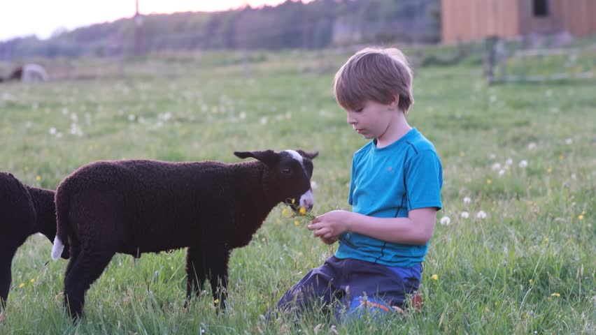 Beautiful blond child, boy, feeding baby lamb and baby goat in a beautiful field countryside on sunset, bottle feeding a baby animal