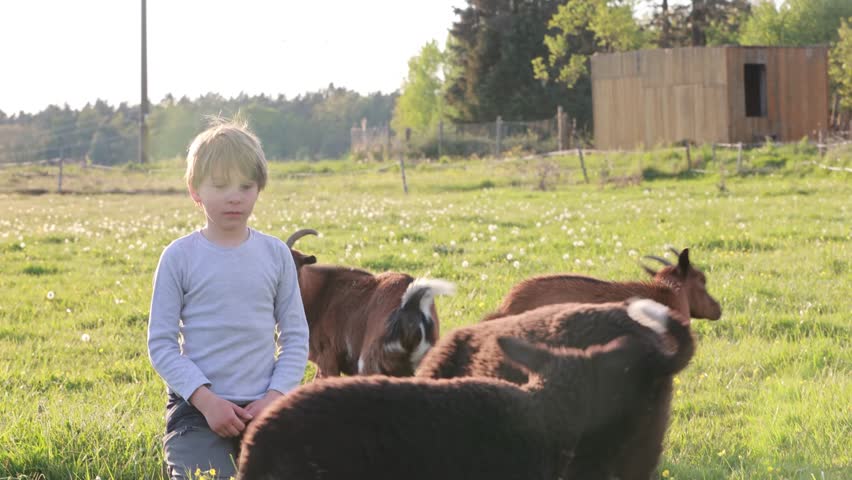 Beautiful blond child, boy, feeding baby lamb and baby goat in a beautiful field countryside on sunset, bottle feeding a baby animal
