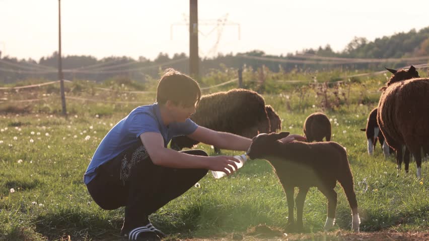 Beautiful blond child, boy, feeding baby lamb and baby goat in a beautiful field countryside on sunset, bottle feeding a baby animal