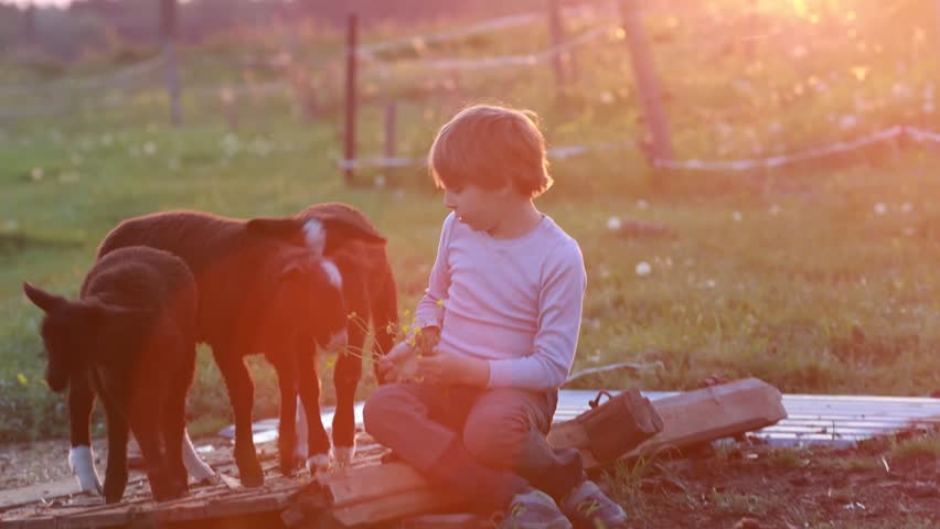 Beautiful blond child, boy, feeding baby lamb and baby goat in a beautiful field countryside on sunset, bottle feeding a baby animal