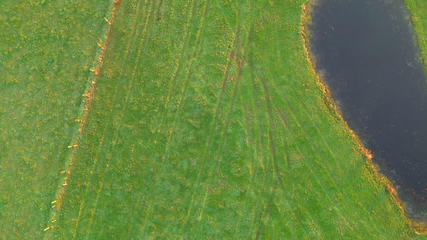 Aerial view of seagulls flying over green farmland and coastal wetlands - drone footage