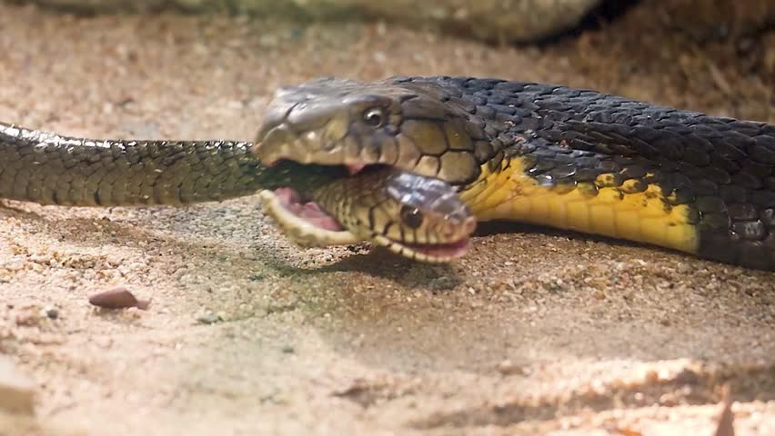 A massive king cobra displays its predatory nature by consuming another snake on a sandy ground in the wild habitat.