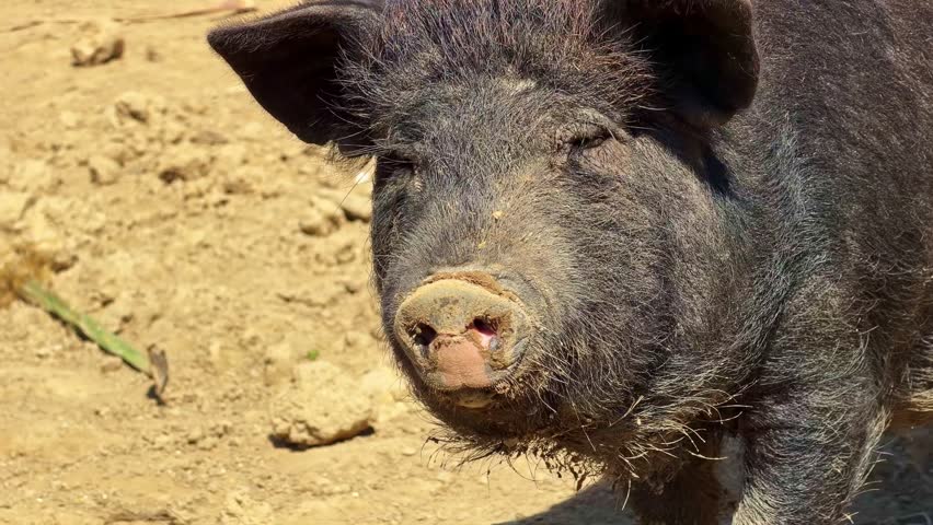 Close-up of large black pot-bellied pig