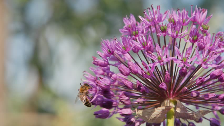 Honey bees pollinating purple flower, macro nature footage, garden motion.