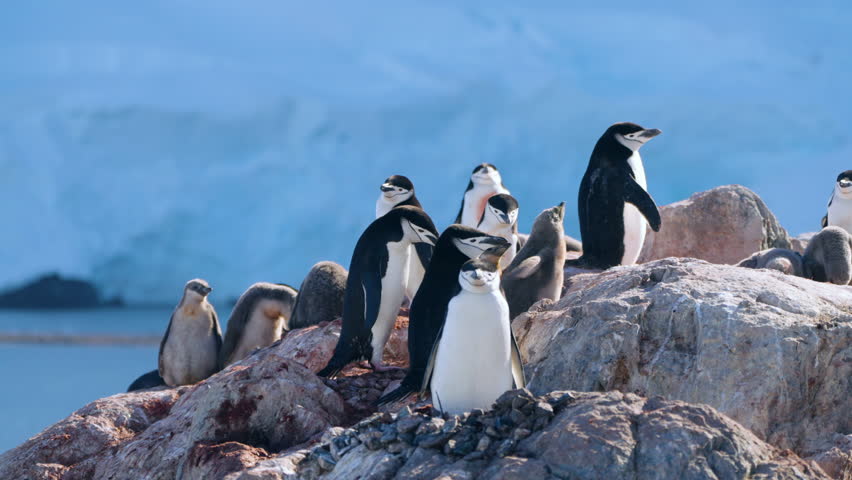 Colony Of Chinstrap Penguins At Two Hummock Island In Antarctica