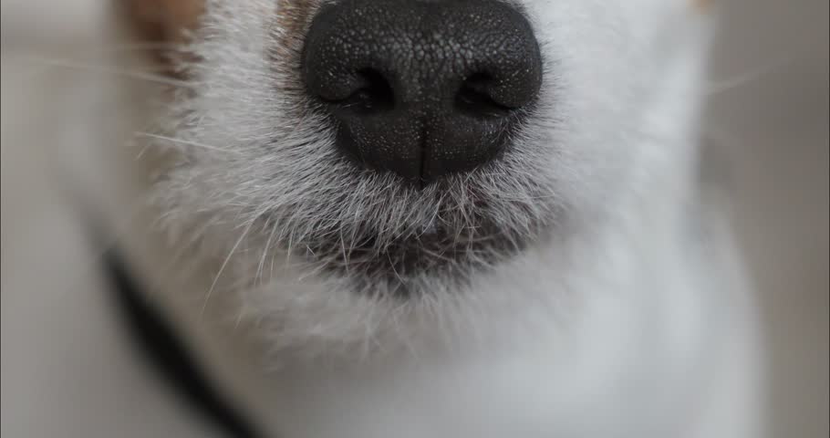 Close-up of a dog