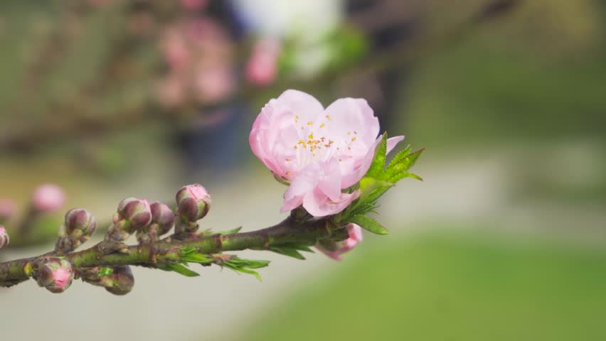 Closeup of a delicate pink peach blossom blooming on a tree branch