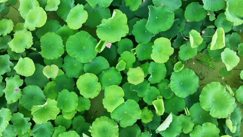 Top view of a lush pond filled with vibrant green lotus leaves