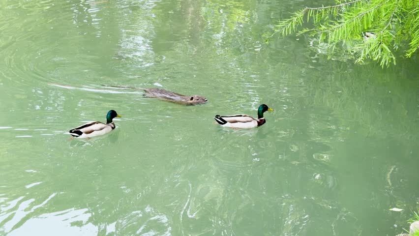 Two mallard ducks and a nutria swim across a green pond in a city park