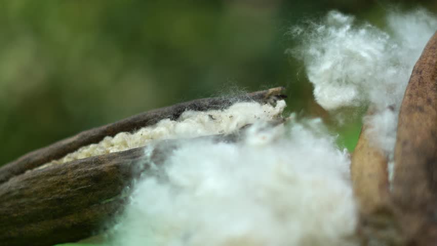 Extreme Macro of Raw Kapok Fiber Pods with Soft White Organic Texture. Natural Silk Cotton Fiber Bursting from Seed Pods for Sustainable Textile Use.