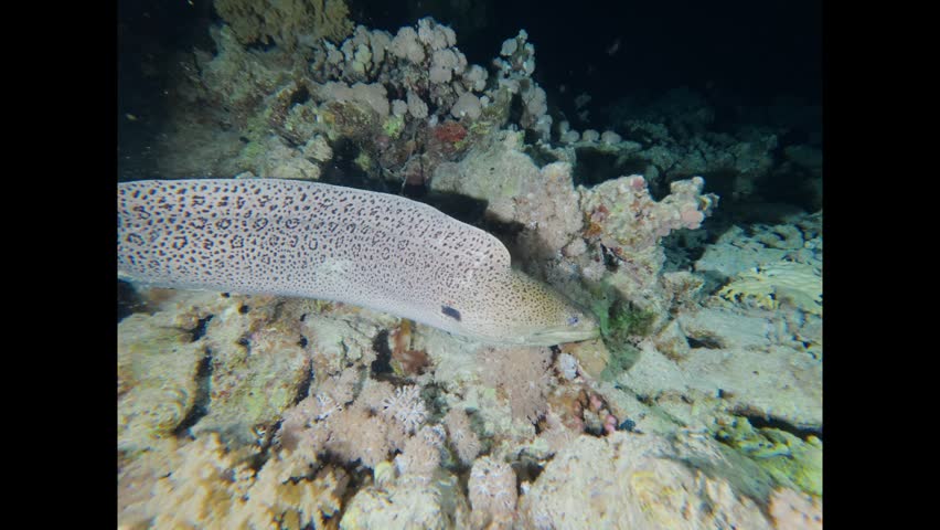 Spotted giant moray eel swimming over a coral reef during a night dive in the red sea