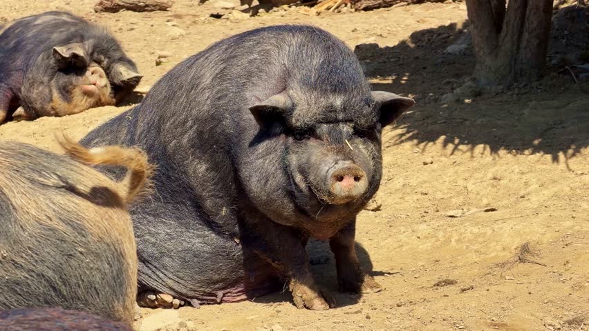 Large black pot-bellied pig with wrinkled face lying in dry, muddy enclosure on sunny day