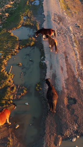 Horses grazing by muddy rural road in afternoon sunlight on grassy hillside