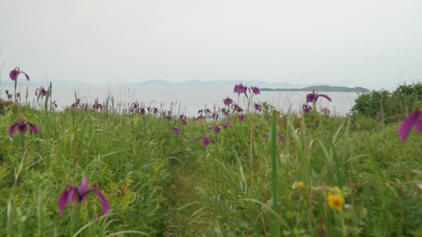 Handheld camera moving through tall green grass and vibrant purple wildflowers. The view reveals a tranquil sea and distant hills under an overcast sky.