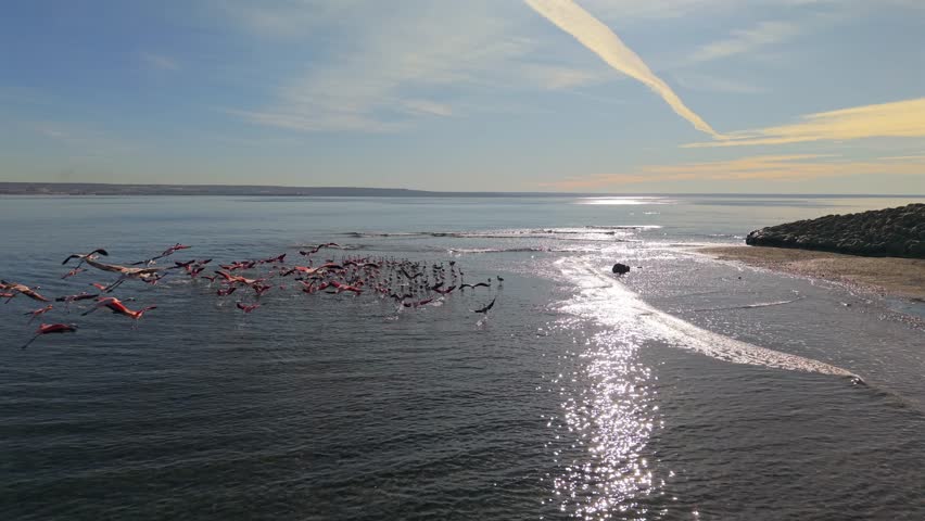 Flamingos (Phoenicopterus chilensis) flying in large group over coastal water near Puerto Madryn Chubut Argentina with wingbeats and surface reflections visible static drone aerial shot