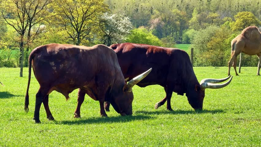 Two Ankole-Watusi, breed of cattle known for its enormous horns, grazing in lush green pasture with camel in background