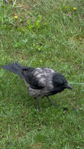 Black wet crow walking on green grass outdoors after rain, urban wildlife moment, rainy weather mood, nature observation, spring atmosphere.