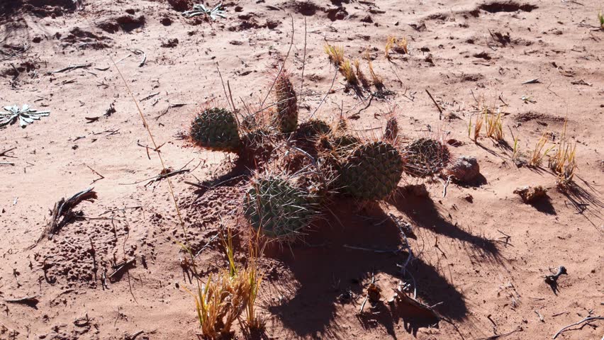 The prickly pear cactus in this sandy environment likely belongs to the Opuntia polyacantha species, also known as the plains prickly pear. These cacti are known for their sprawling habit and often feature numerous spines, sometimes referred to as "hairspine cactus" due to their appearance. They are highly adaptable and common in North American deserts and plains, including areas like Canyonlands National Park.