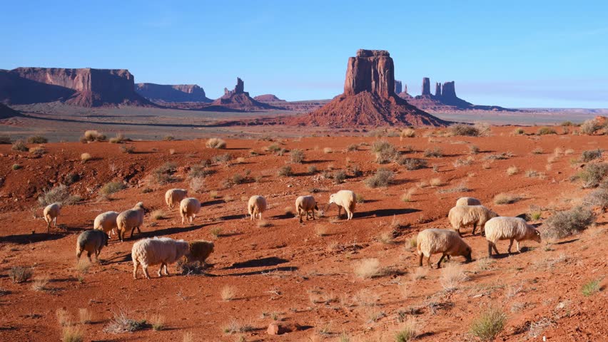 A herd of sheep grazing in Monument Valley. The location spans the border between Arizona and Utah within the Navajo Nation. The large rock formations in the background are known as buttes. Visitors can explore this area via a 17-mile scenic drive or guided tours. The sheep are likely Navajo-Churro sheep, a breed historically significant to the Navajo people.