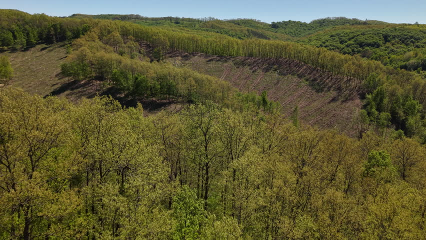 An aerial view of a forest landscape demonstrating the impact of selective logging on the natural rolling hills during spring.