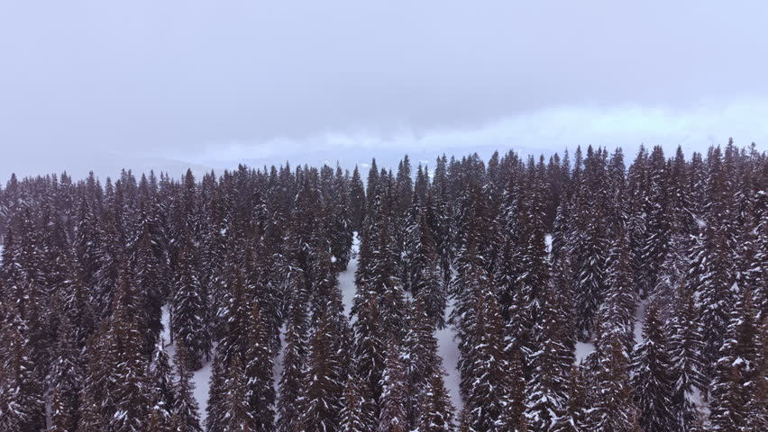The scene shows a vast area filled with tall pine trees covered in white snow. The sky is gray and cloudy, indicating cold weather typical of winter.