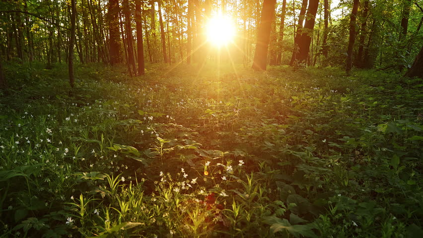 Beautiful Sunrise In Sunny Spring Forest. Sunlight Sunbeams Through Woods In Forest Landscape