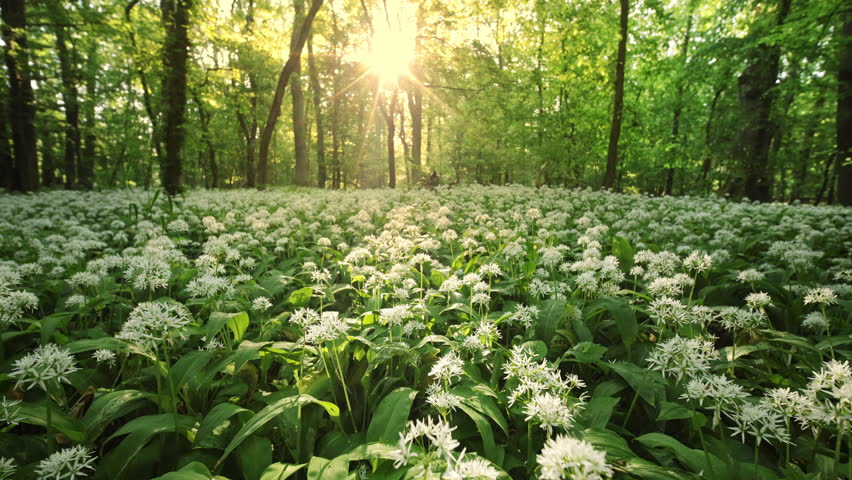 Beautiful Sunrise In Sunny Spring Forest. Sunlight Sunbeams Through Woods In Forest Landscape