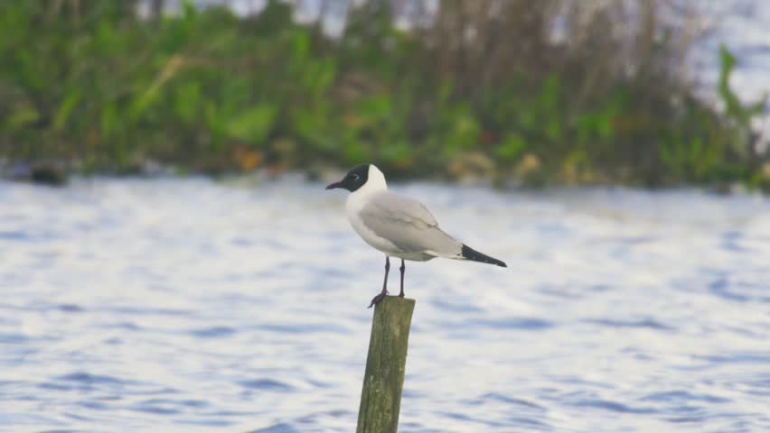 Black-headed gull perched on a wooden post over rippling water, with soft background and natural light. Calm wildlife scene in a wetland environment.