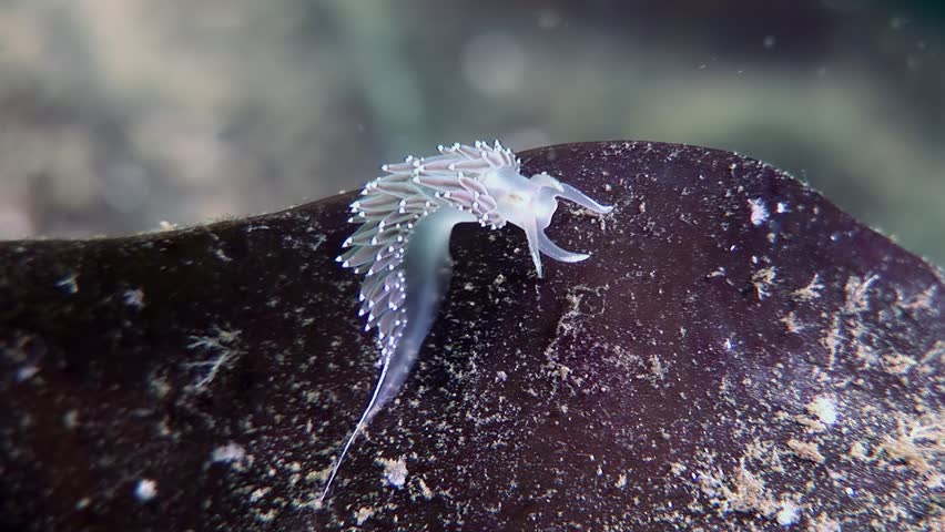 A small, delicate nudibranch is seen carefully grazing on a piece of dark sea lettuce. This was captured in the diverse ecosystem of Monterey Bay.
