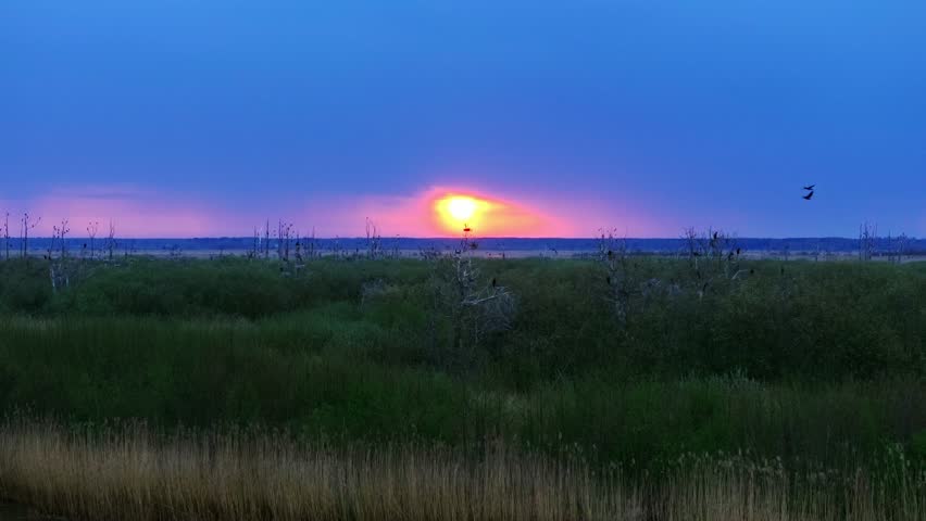 Early morning marsh landscape with cormorants flying over wetland near Liepaja