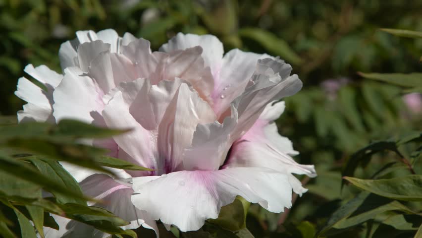 Peony bud flowers bloom in garden. Floral background. Beautiful pink Tree Peonies. Stunning Paeonia Flower in Summer Garden. Closeup