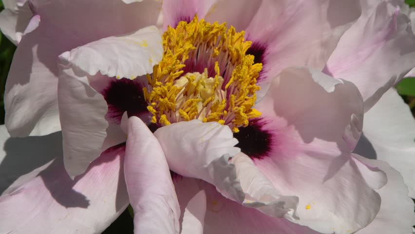 Peony bud flowers bloom in garden. Floral background. Beautiful pink Tree Peonies. Yellow Stamens: Detailed Close-up of Paeonia Rockii Flower in Bloom